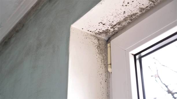 Best Attic Mold Removal  in Fairview, OR