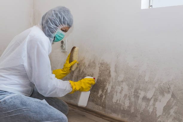 Best Black Mold Removal  in Fairview, OR