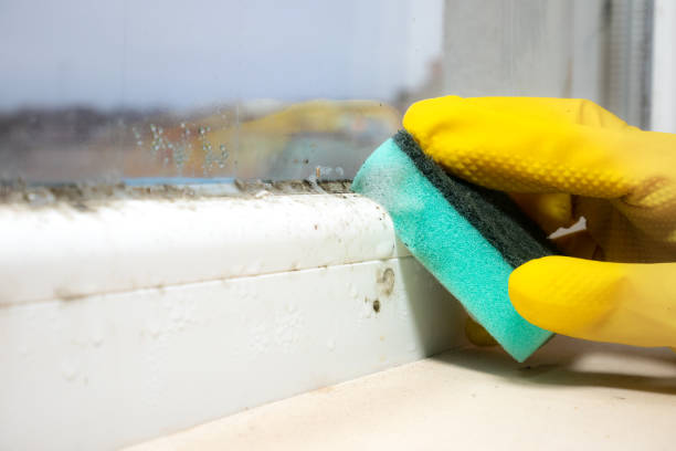 Best Mold Cleaning Services  in Fairview, OR