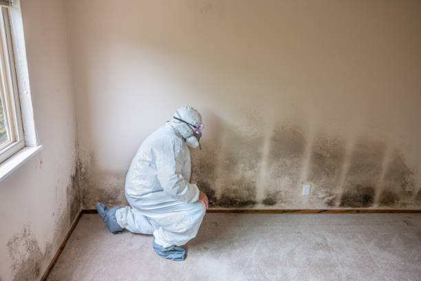 Best Certified Mold Removal  in Fairview, OR
