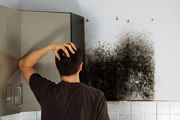 Best Mold Damage Repair  in Fairview, OR