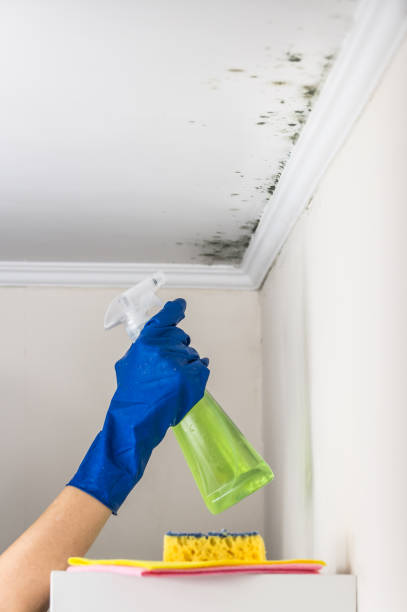 Best Best Mold Removal Companies  in Fairview, OR
