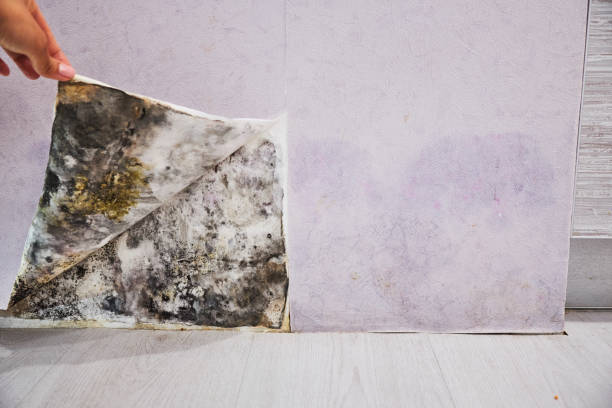 Best Mold Testing and Removal  in Fairview, OR